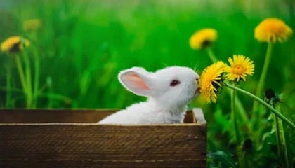 开云体育平台：让热爱在云端放大，共赴每一个精彩瞬间